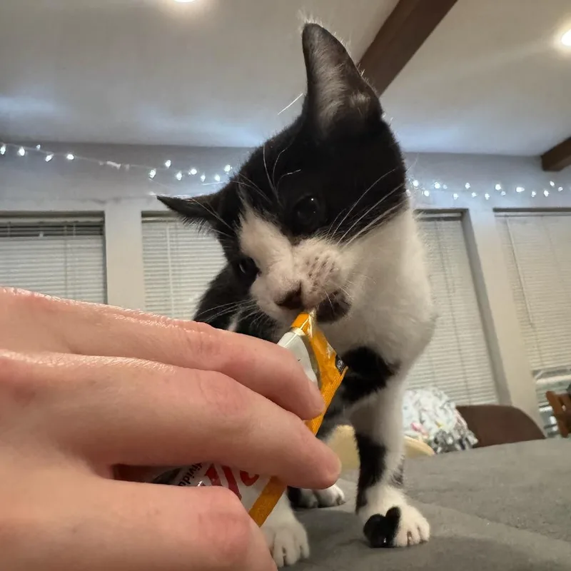 Hamilton thumbnail 3