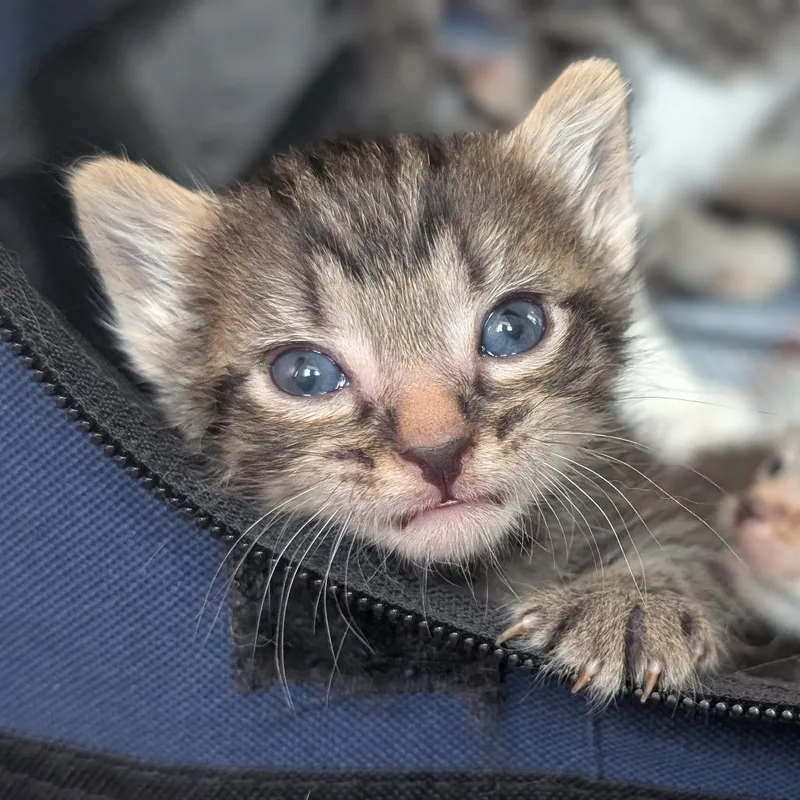 A baby small-sized male Brown / Chocolate Domestic Short Hair cat named Prawn fka Allie for adoption in Baltimore, MD
