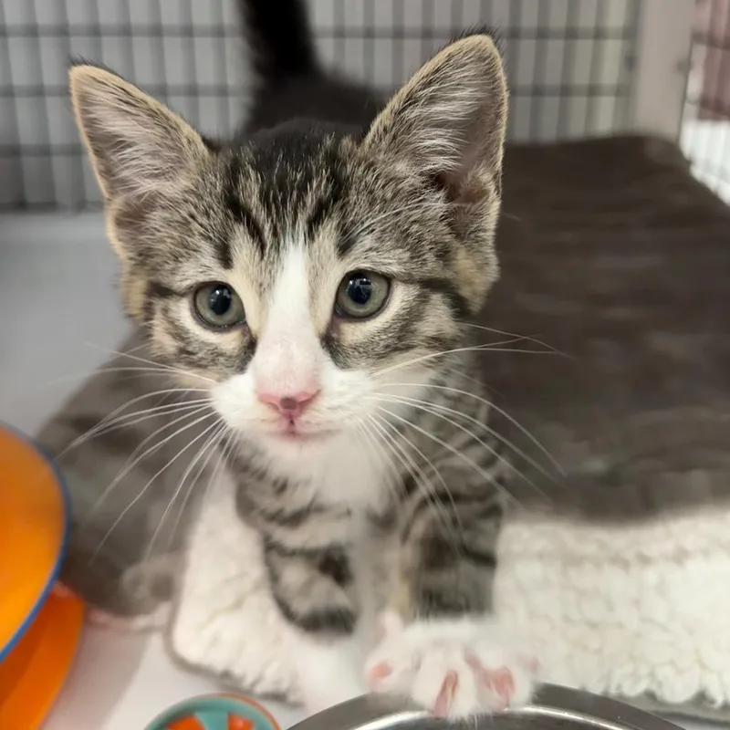 A baby small-sized female Domestic Short Hair cat named Fawn for adoption in Ewing, NJ