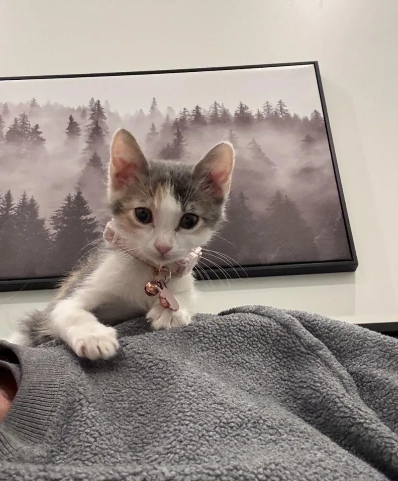 A baby small-sized female Gray & White Domestic Short Hair cat named Hazel for adoption in Fort collins, CO
