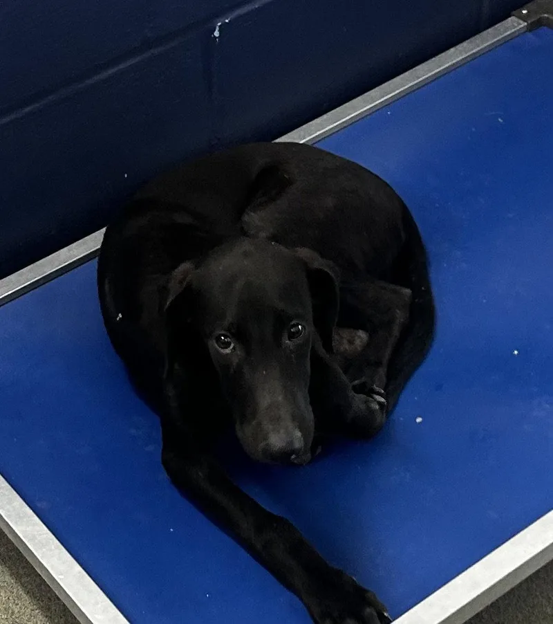 A young medium-sized male Catahoula Leopard Dog dog named Sully m AVA for adoption in Sterling, MA