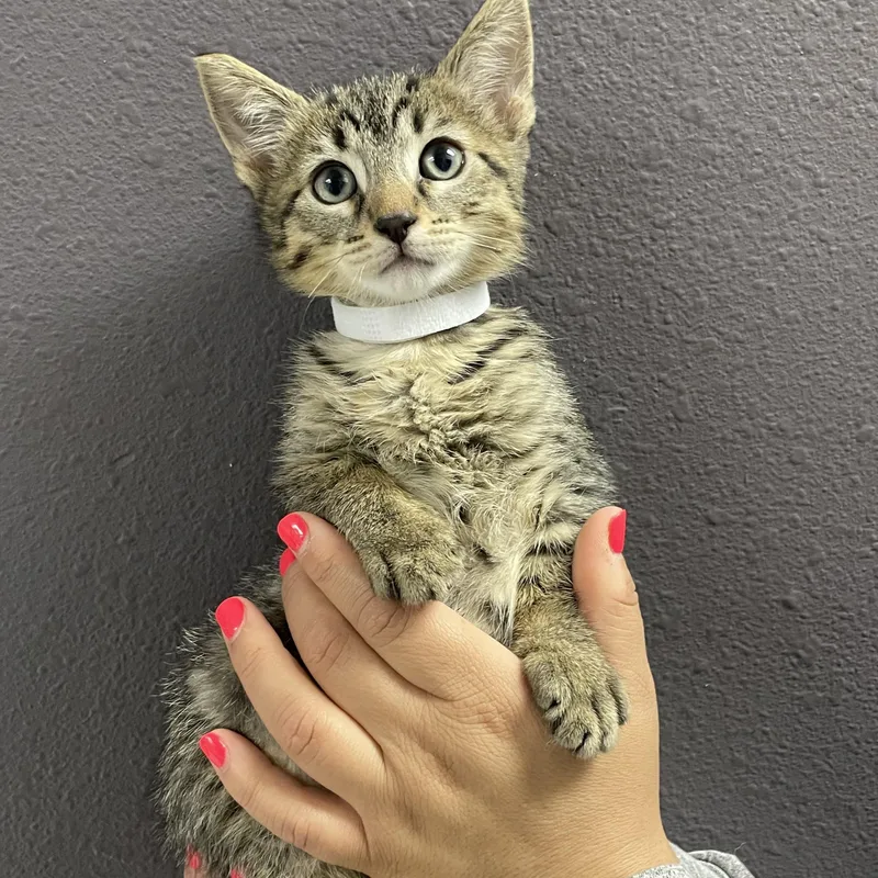A baby medium-sized male Domestic Short Hair cat named Diet Dr Pepper for adoption in Henderson, NV