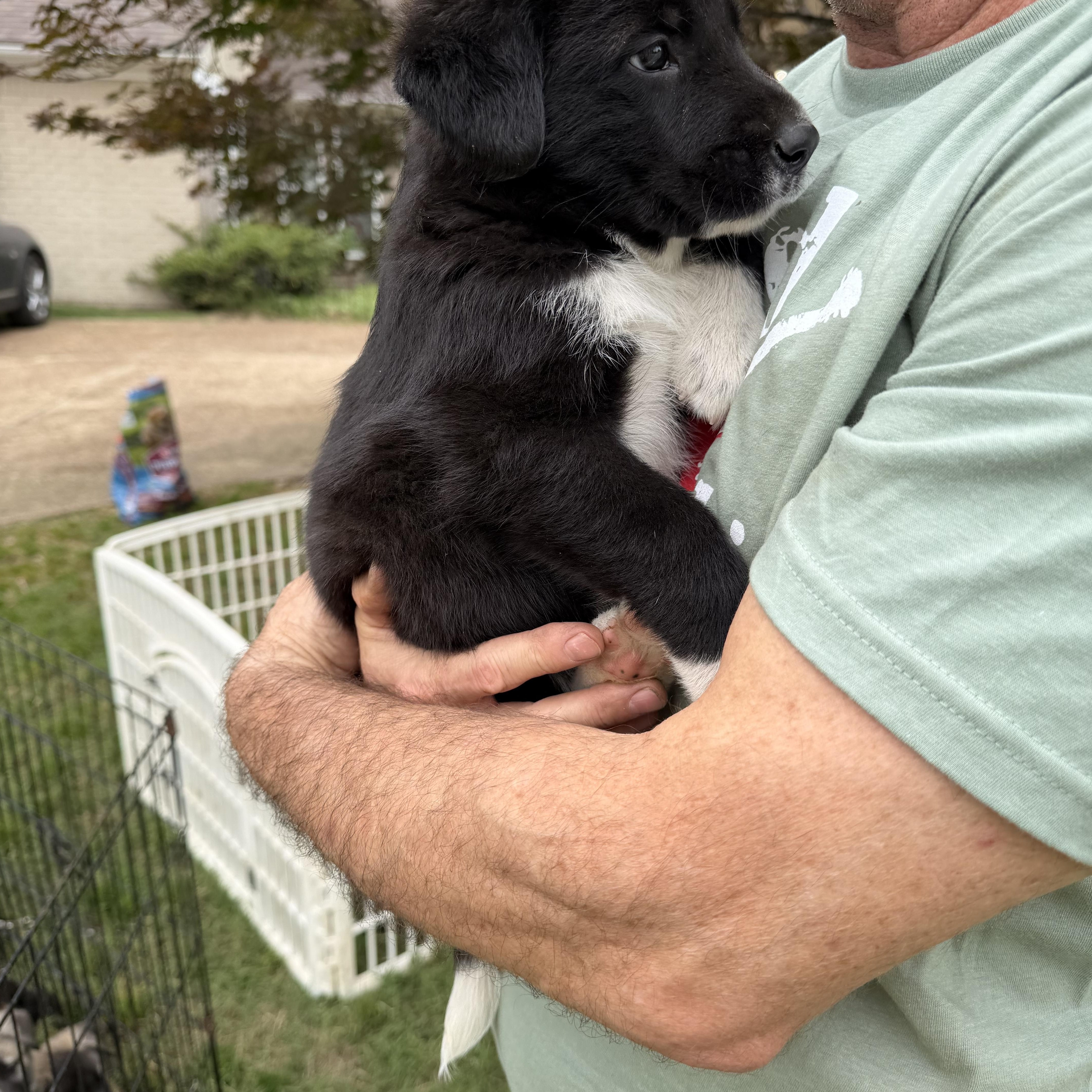 A baby medium-sized female Bernese Mountain Dog dog named Socks for adoption in Cordova, TN