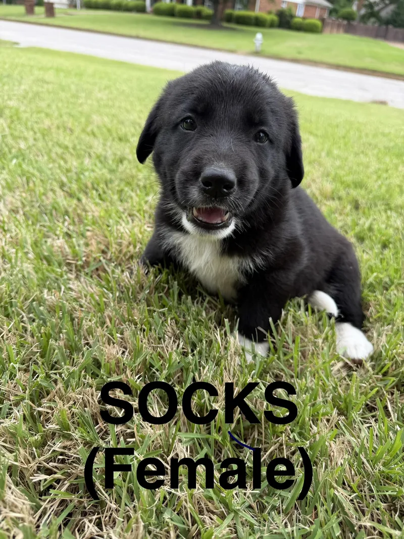 Socks thumbnail 3