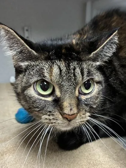 A senior medium-sized female Domestic Short Hair cat named Dab for adoption in Mason, MI
