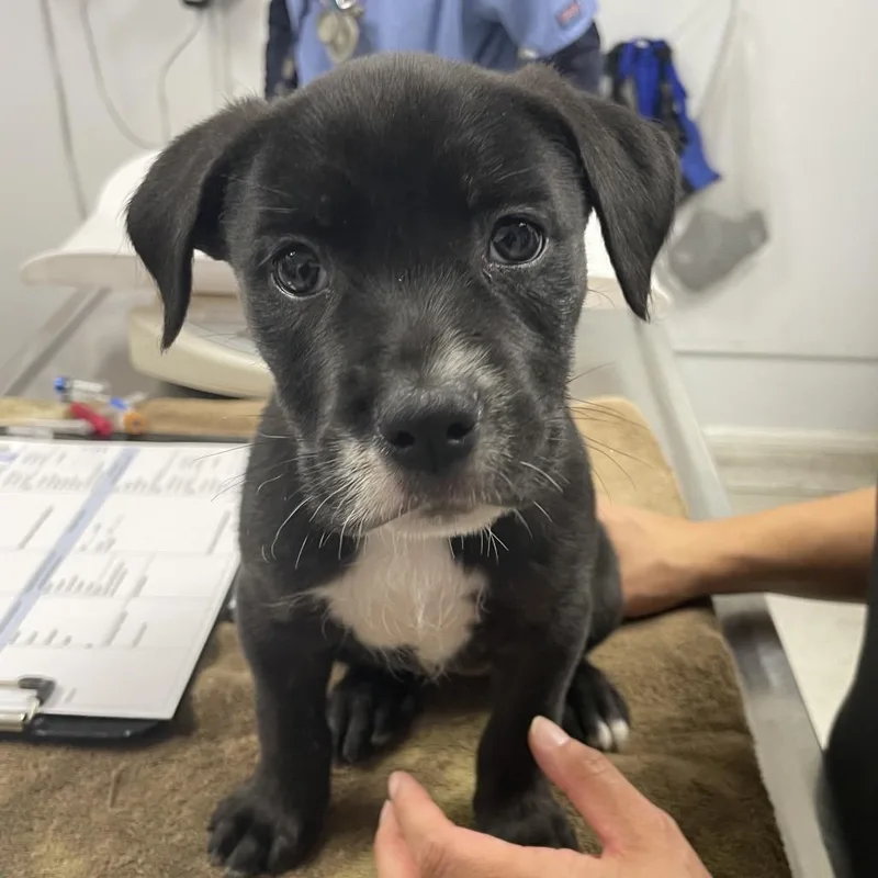 A baby small-sized female Black Labrador Retriever dog named Kit for adoption in Hawthorne, CA