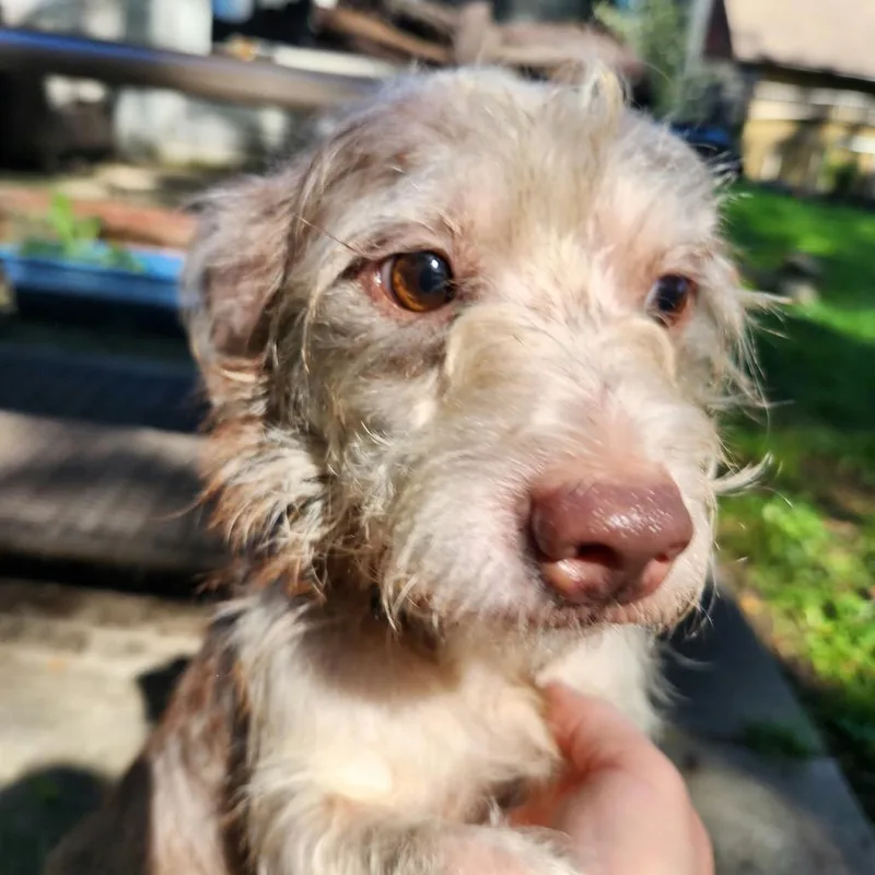 An adult small-sized male Yorkshire Terrier dog named Prison Mike for adoption in Farmersville, OH
