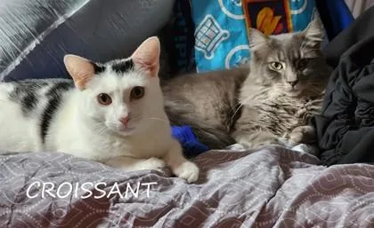 Croissant thumbnail 2