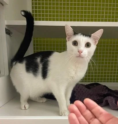 Croissant thumbnail 3