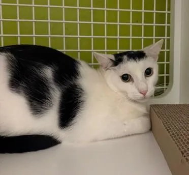 Croissant thumbnail 4