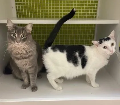 Croissant thumbnail 5