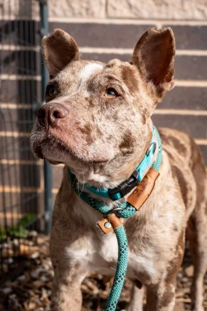 An adult medium-sized female Mixed Breed dog named Pudding for adoption in Chamblee, GA