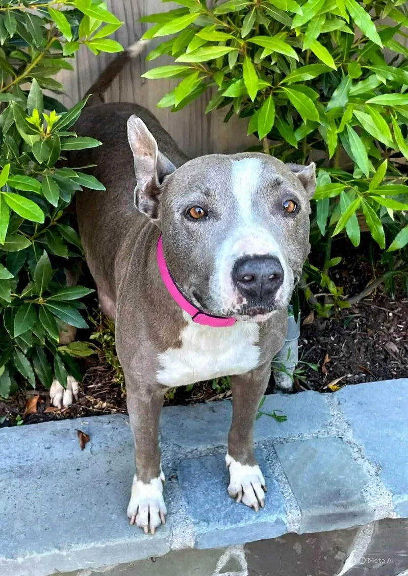 An adult medium-sized female Gray / Blue / Silver Pit Bull Terrier dog named Maryjane for adoption in Corona Del Mar, CA