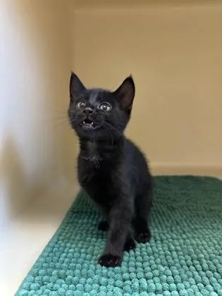 An adult small-sized female Domestic Short Hair cat named Rainbow Sherbert for adoption in King William, VA