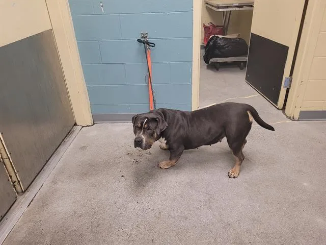 An adult medium-sized female Pit Bull Terrier dog named Trudy for adoption in Kent, WA