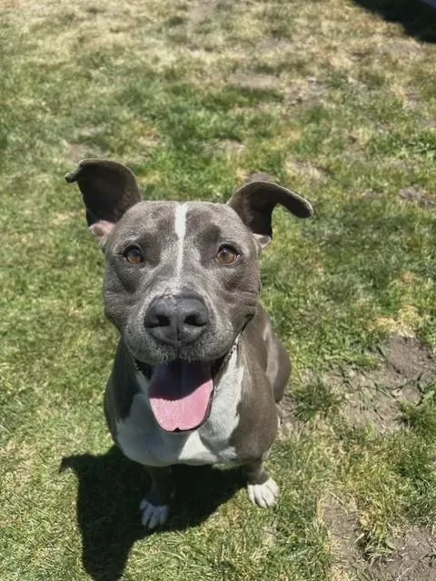 An adult large-sized male Gray / Blue / Silver Pit Bull Terrier dog named Chopper for adoption in Manteca, CA