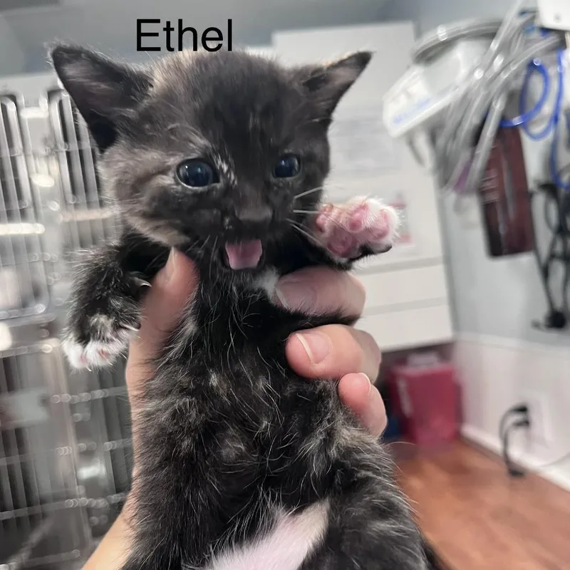A baby small-sized female Torbie Domestic Short Hair cat named Ethel for adoption in Scituate, MA