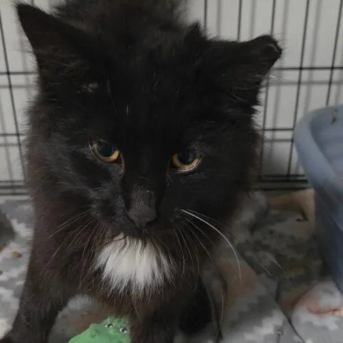A baby small-sized male Black Domestic Long Hair cat named Soot for adoption in Canal Winchester, OH
