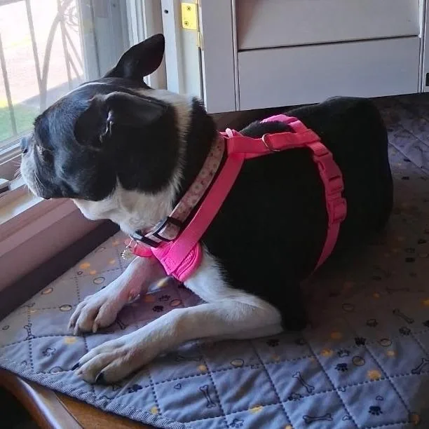 An adult small-sized female Black Boston Terrier dog named Lyza for adoption in Bessemer, AL