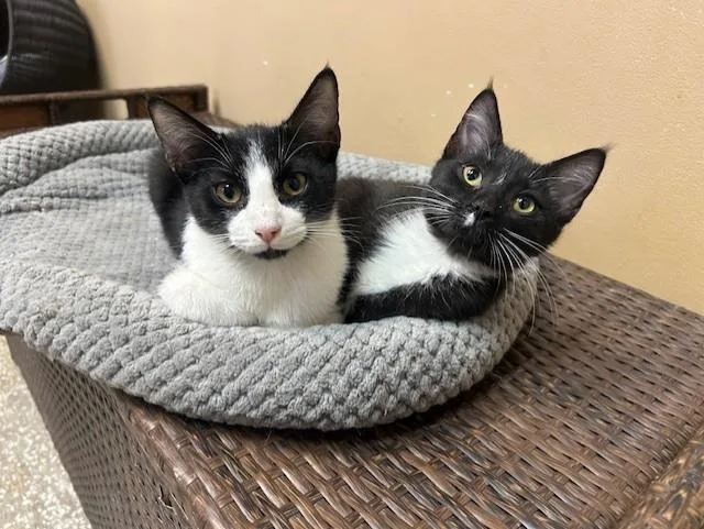 A baby medium-sized male Black & White / Tuxedo Domestic Short Hair cat named Berlioz & Duchess for adoption in Chicago, IL
