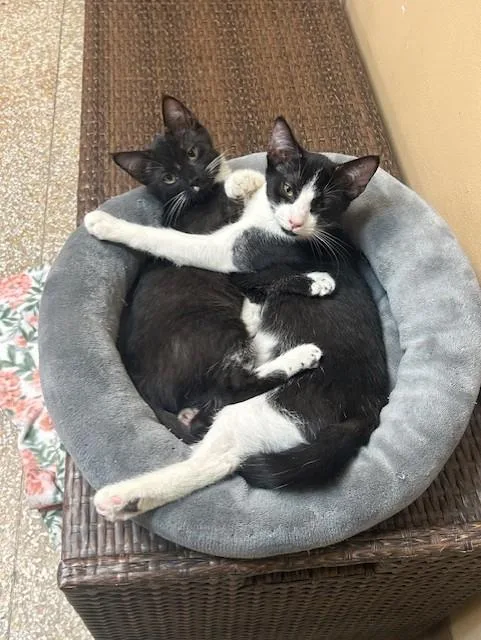 Berlioz & Duchess thumbnail 4