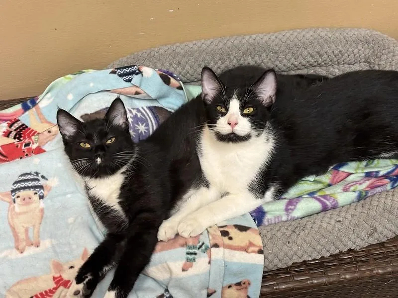 Berlioz & Duchess thumbnail 5
