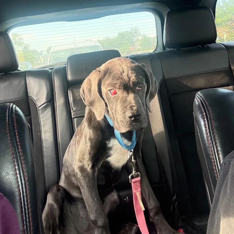 A young medium-sized female Gray / Blue / Silver Cane Corso dog named Thalia for adoption in Fredericksburg, VA