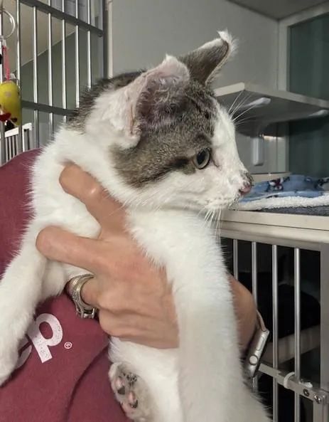 A young small-sized male Tabby (Gray / Blue / Silver) Domestic Short Hair cat named Granola for adoption in Hutchinson, MN
