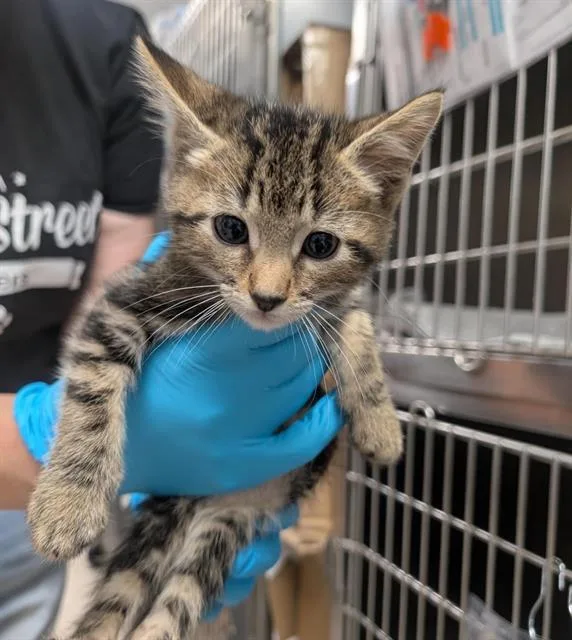 A baby small-sized male Domestic Short Hair cat named Rex for adoption in Sacramento, CA