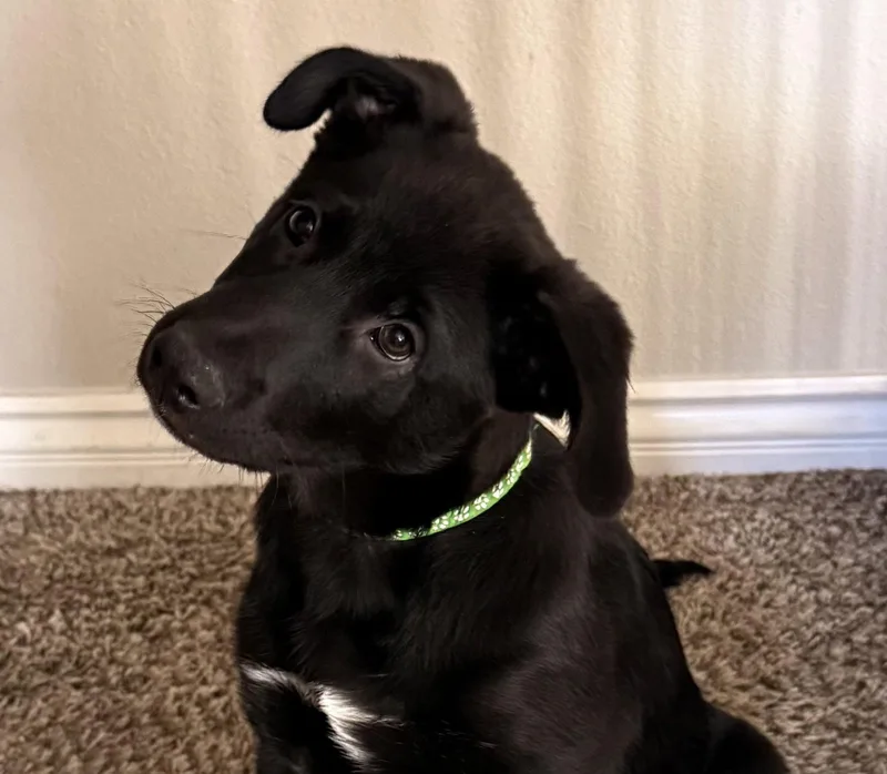 A baby large-sized male Black German Shepherd Dog dog named Loki for adoption in Newport Beach, CA
