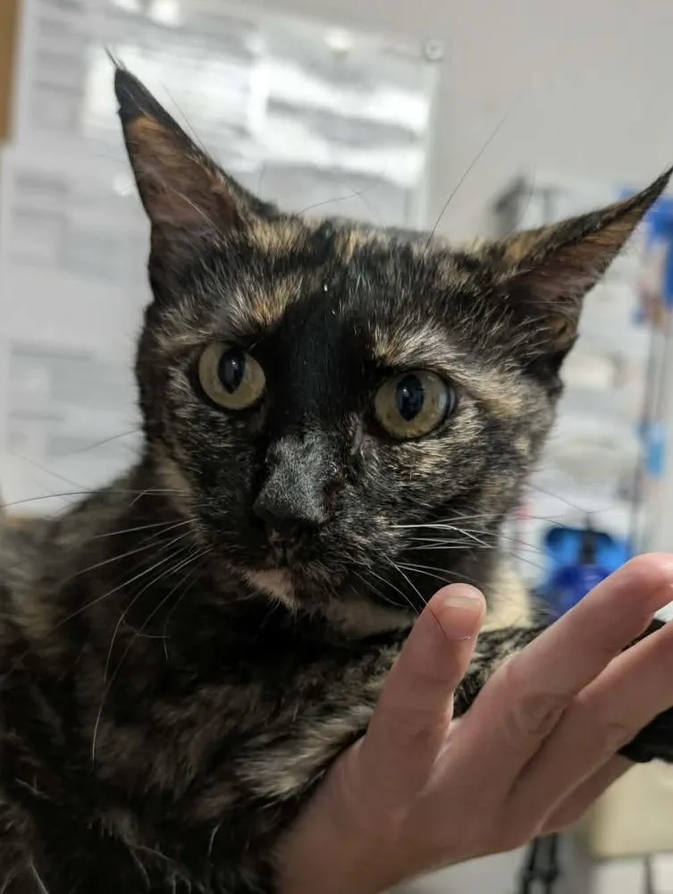 An adult medium-sized female Tortoiseshell Domestic Short Hair cat named Daffodil for adoption in Bolivar, MO