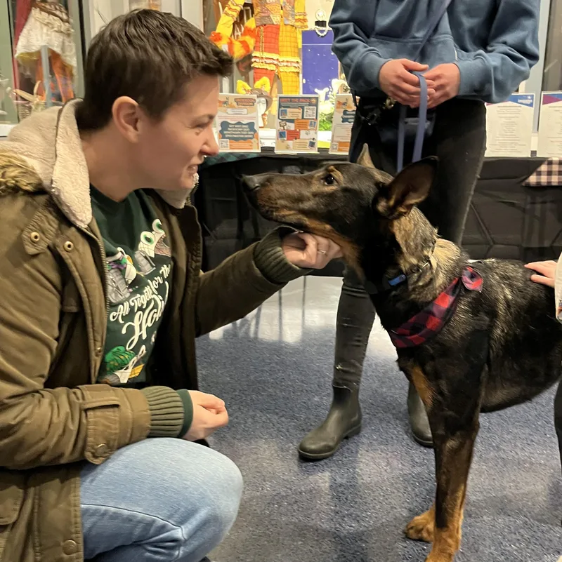 A young large-sized female Bicolor Doberman Pinscher dog named Kiara for adoption in Poolesville, MD