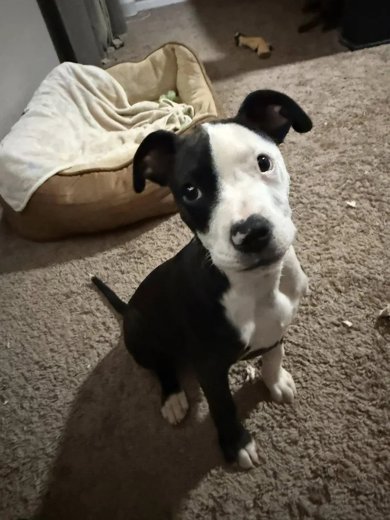A young medium-sized female Terrier dog named Livvy Lou for adoption in Greenville, SC