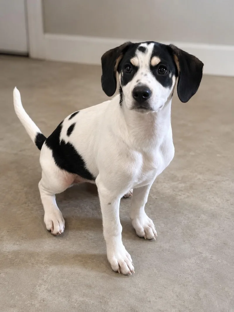 A young medium-sized female White / Cream Beagle dog named Kristie for adoption in Medfield, MA