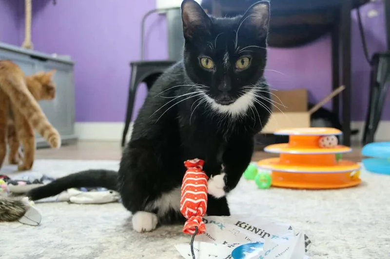 Meg White thumbnail 4