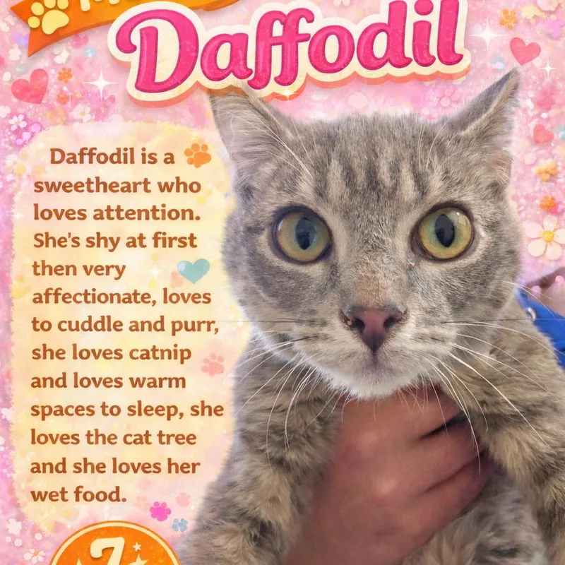 Daffodil