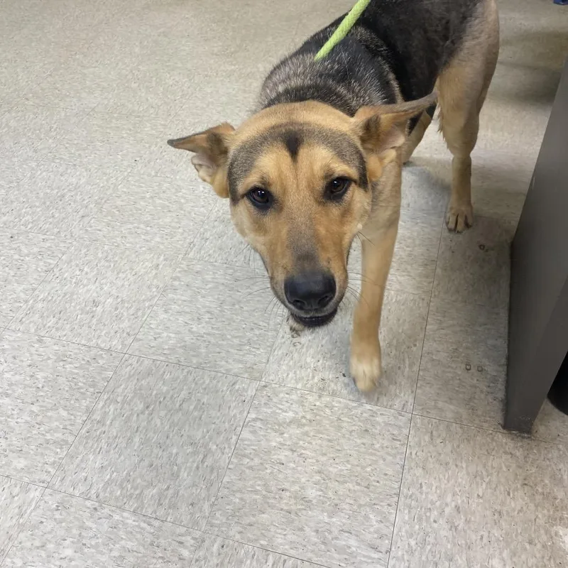 An adult large-sized female Brown / Chocolate Mixed Breed dog named Bloom for adoption in Columbus, GA