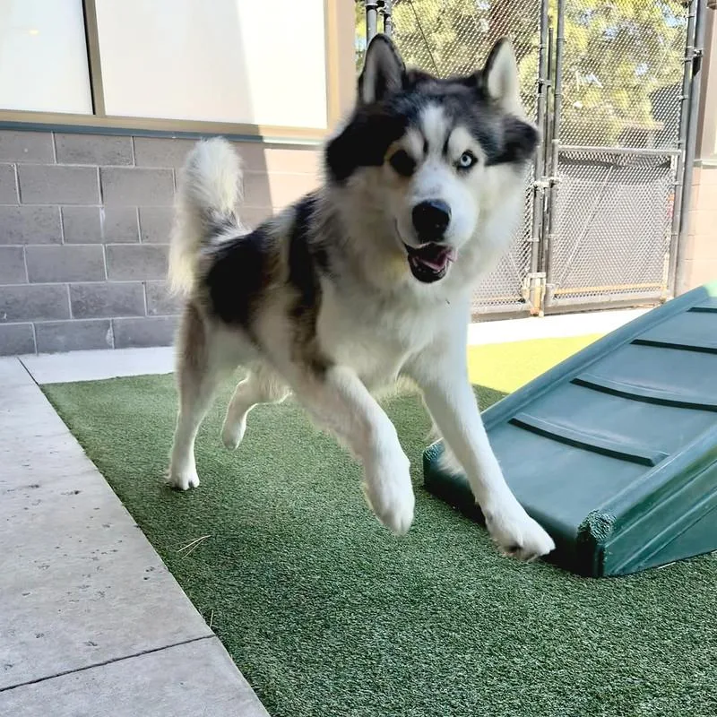 An adult large-sized male Tricolor (Brown, Black, & White) Mixed Breed dog named Raphael for adoption in Truckee, CA