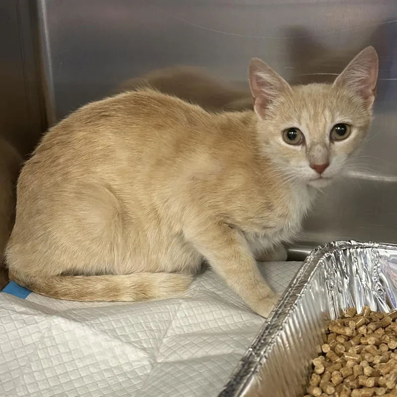 An adult medium-sized female Buff / Tan / Fawn Domestic Short Hair cat named Marmalade for adoption in Greensboro, NC