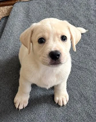 A baby medium-sized female Hound dog named Daisy Mae for adoption in Malvern, PA