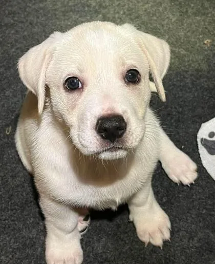 Daisy Mae thumbnail 3