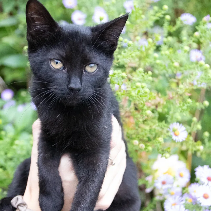 A baby small-sized female Domestic Short Hair cat named Luna for adoption in Haddon Heights, NJ