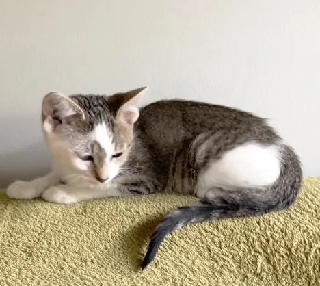 A baby medium-sized female Tabby (Gray / Blue / Silver) Domestic Short Hair cat named Apricot for adoption in Mount Prospect, IL