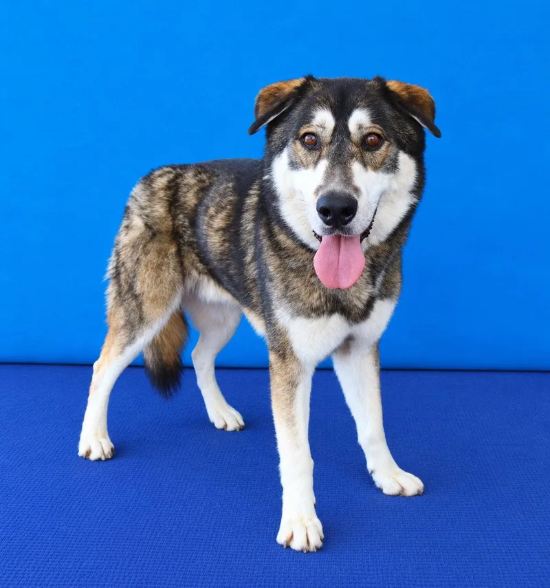 An adult large-sized male German Shepherd Dog named Hachi for adoption in Pasadena, CA