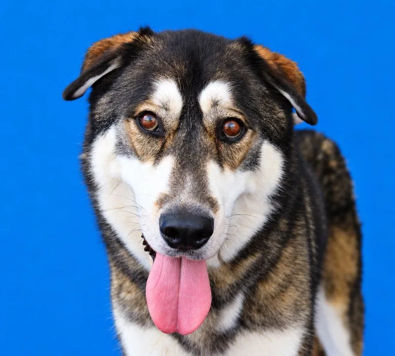 Hachi thumbnail 2