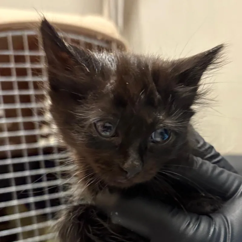 A baby small-sized male Black Domestic Short Hair cat named Spear for adoption in Yuma, AZ