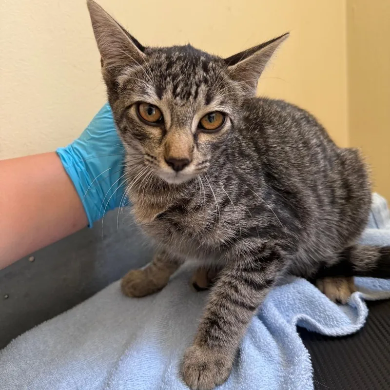 A baby small-sized female Brown / Chocolate Domestic Short Hair cat named Feather for adoption in Pasadena, CA
