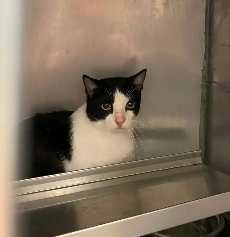 A young large-sized male Domestic Short Hair cat named Gizzy for adoption in Bossier City, LA