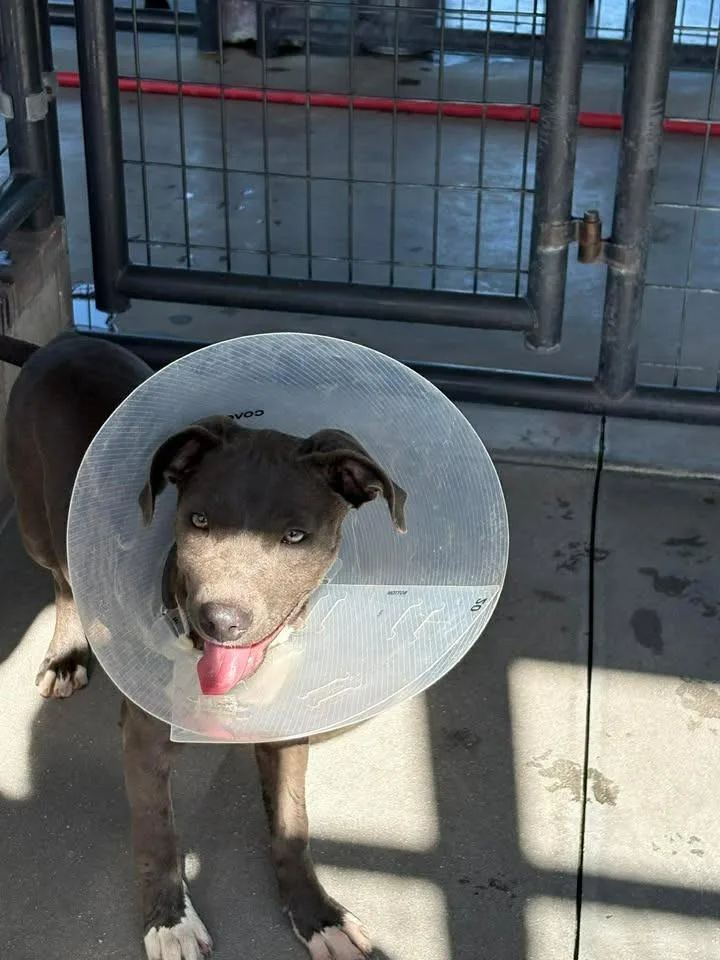 A baby medium-sized female Mixed Breed dog named Bo Peep for adoption in Ocala, FL