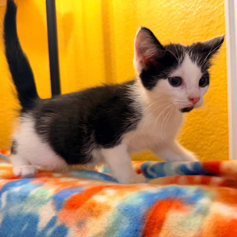 A baby small-sized male Black Domestic Medium Hair cat named Braxton for adoption in Flower Mound, TX